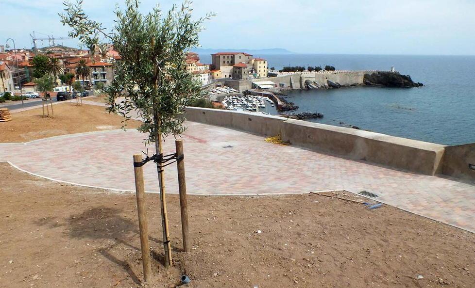 Polemiche per gli olivi Capuano: «Adatti all’area»