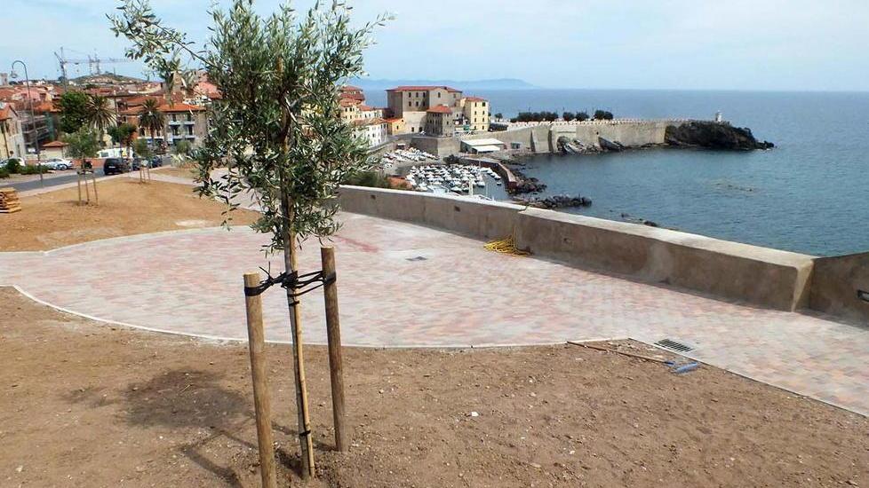 Polemiche per gli olivi Capuano: «Adatti all’area»