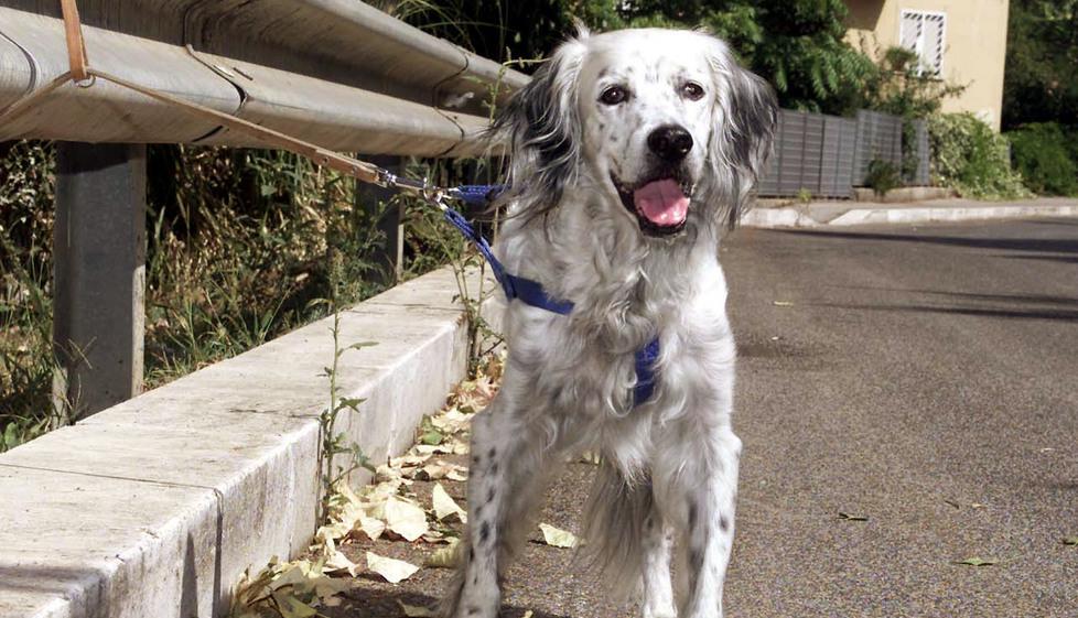 Weekend Enpa contro l’abbandono di tutti gli animali 