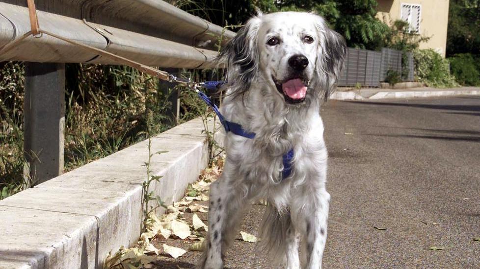 Weekend Enpa contro l’abbandono di tutti gli animali