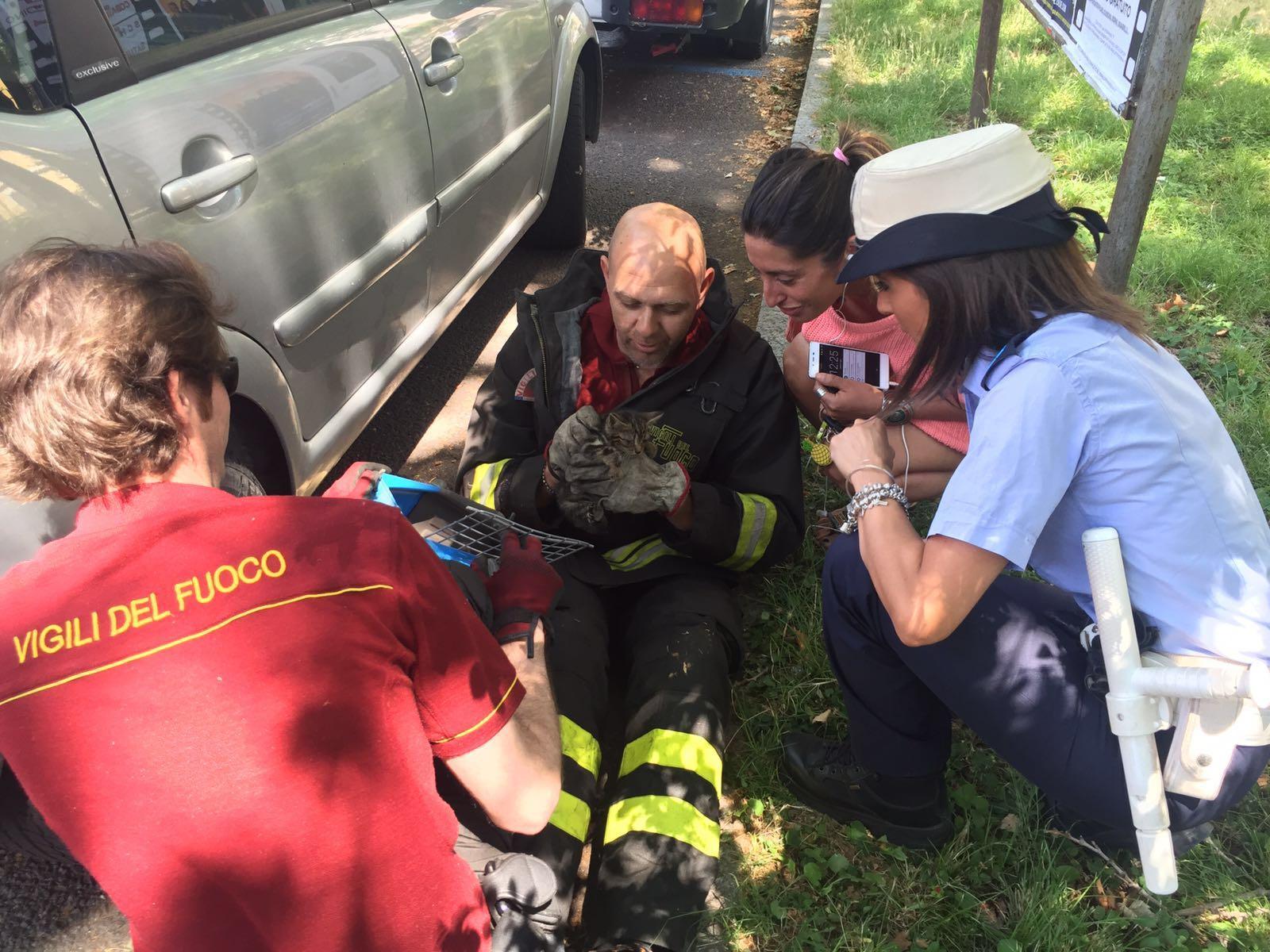 Modena, salvato un gattino incastrato in un motore