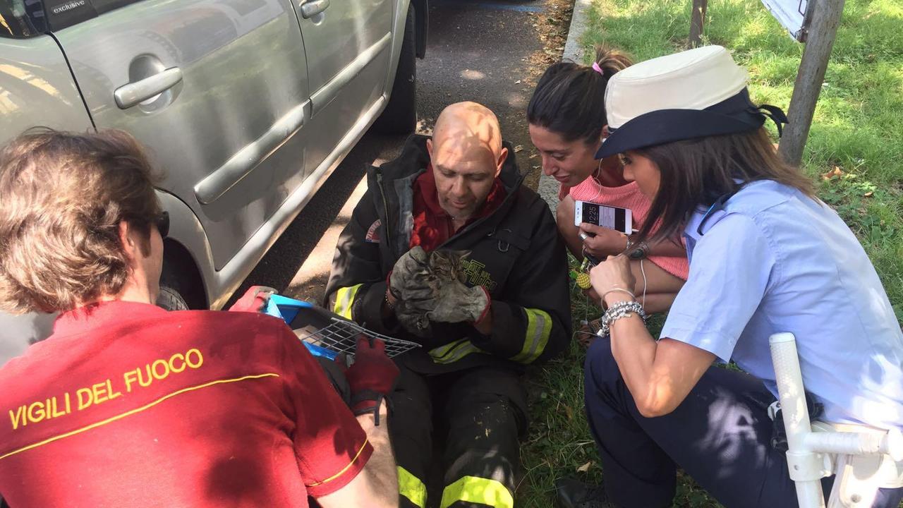 Modena, salvato un gattino incastrato in un motore
