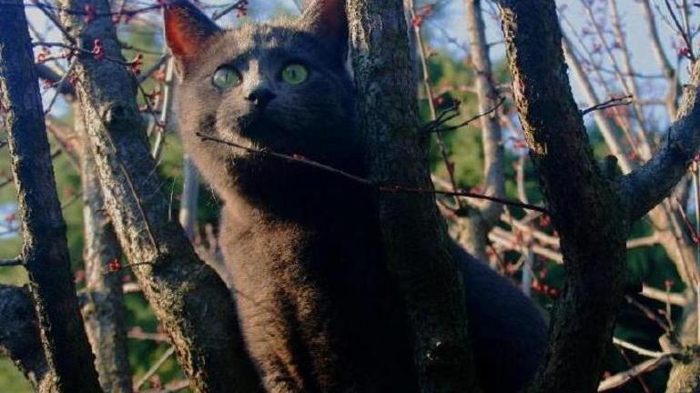 Una pagina Facebook per il gatto smarrito