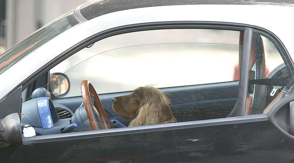 Multe salate a chi lascia Fido chiuso dentro l’auto