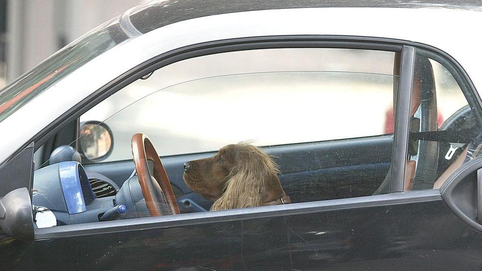 Multe salate a chi lascia Fido chiuso dentro l’auto
