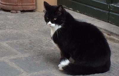 Gatto investito e ucciso da un’auto, via della Zecca piange il suo Rollo 