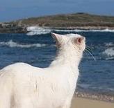 Il fascino irresistibile dei gatti in riva al mare 