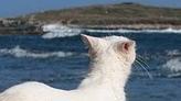 Il fascino irresistibile dei gatti in riva al mare 
