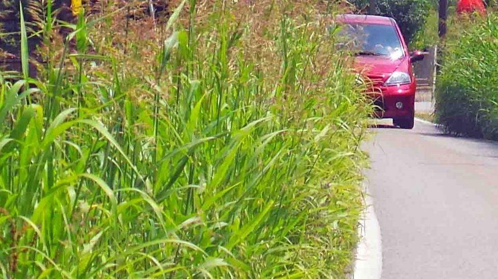 Niente sfalcio, erba altissima Topi, bisce e poca visibilità 