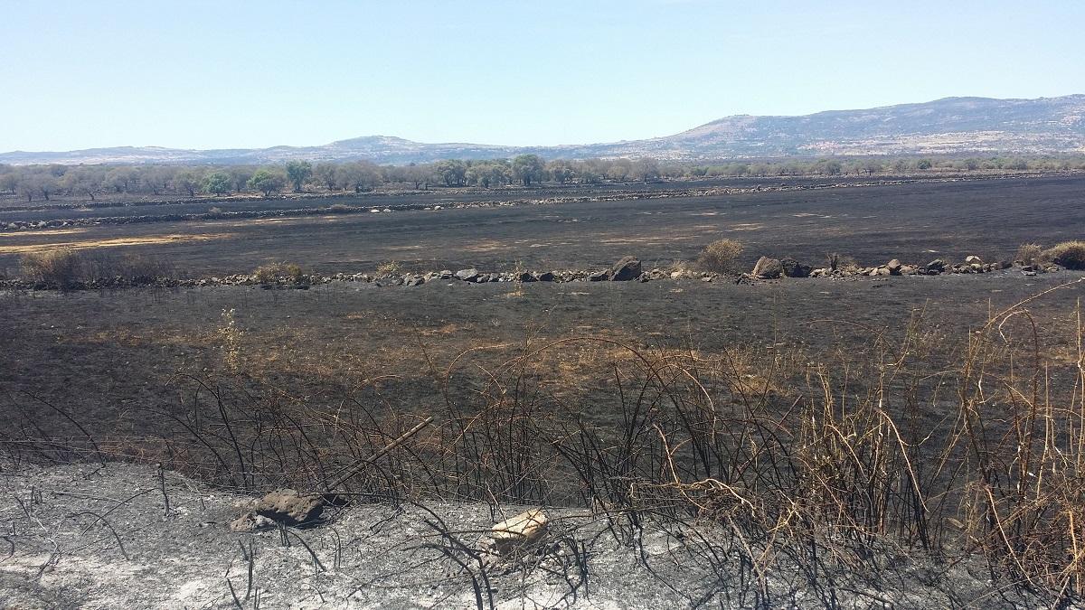 Sos incendi in Sardegna, la conta dei danni dopo il terrore 