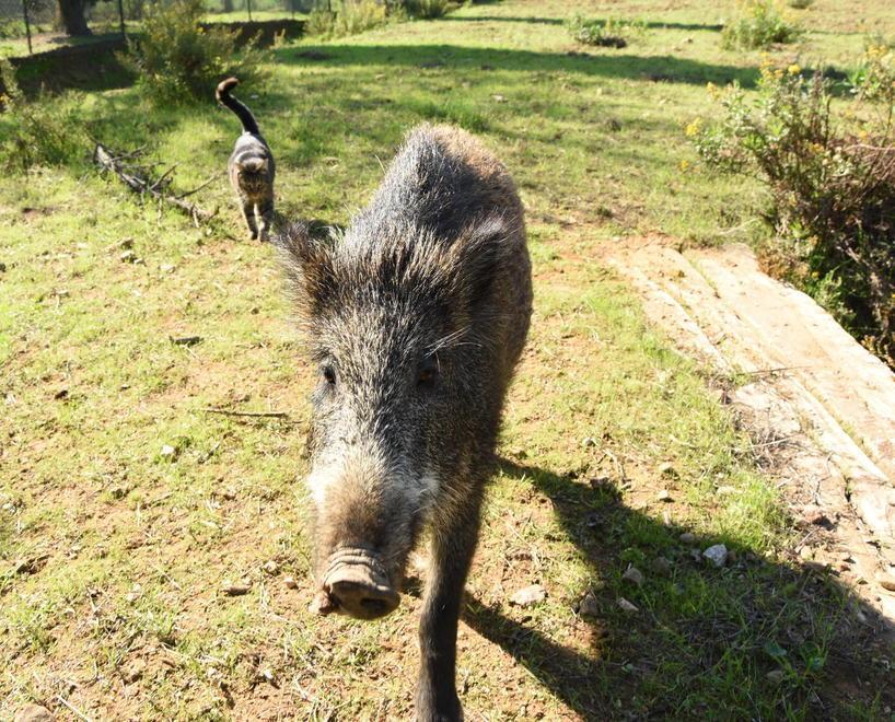 Un cinghiale (foto d'archivio)
