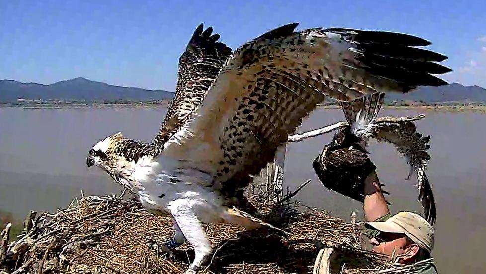 Il faunista Vincenzo Rizzo Pinna mentre rimette nel suo nido il piccolo di falco pescatore