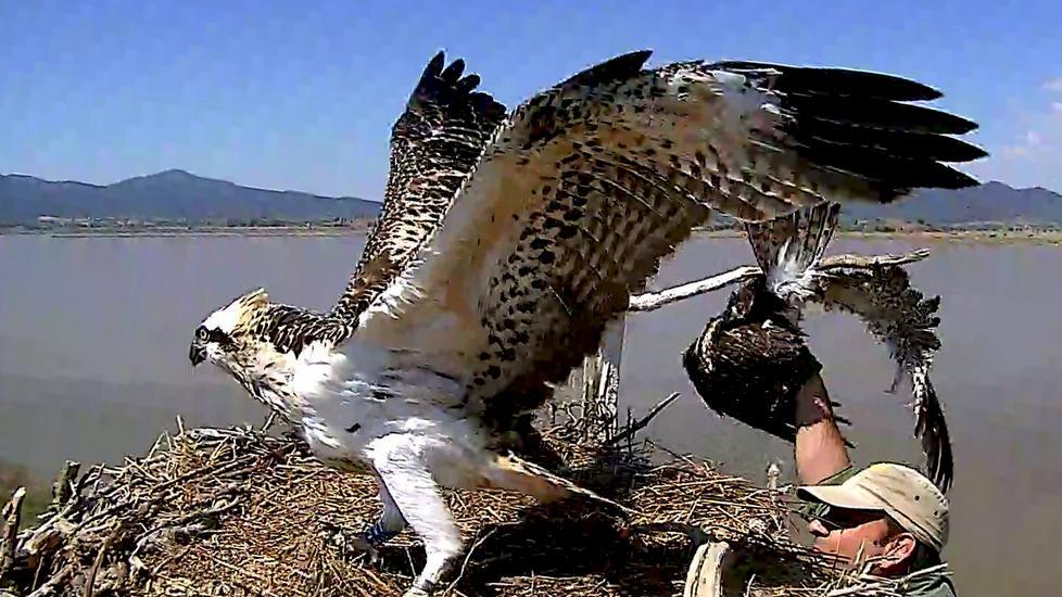 Il faunista Vincenzo Rizzo Pinna mentre rimette nel suo nido il piccolo di falco pescatore