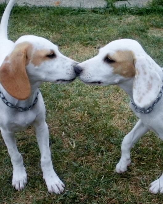 Il calendario dell’anagrafe canina di luglio