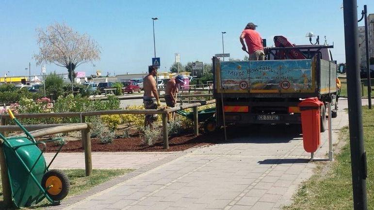 Piante nel retrospiaggia