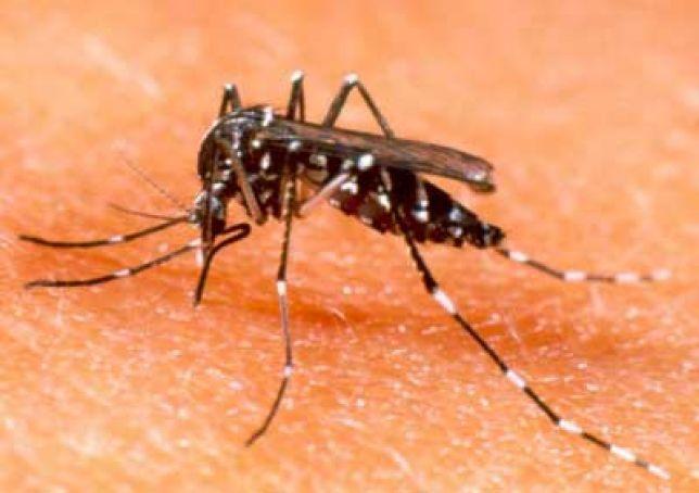 Virus Zika, un caso in provincia di Reggio Emilia