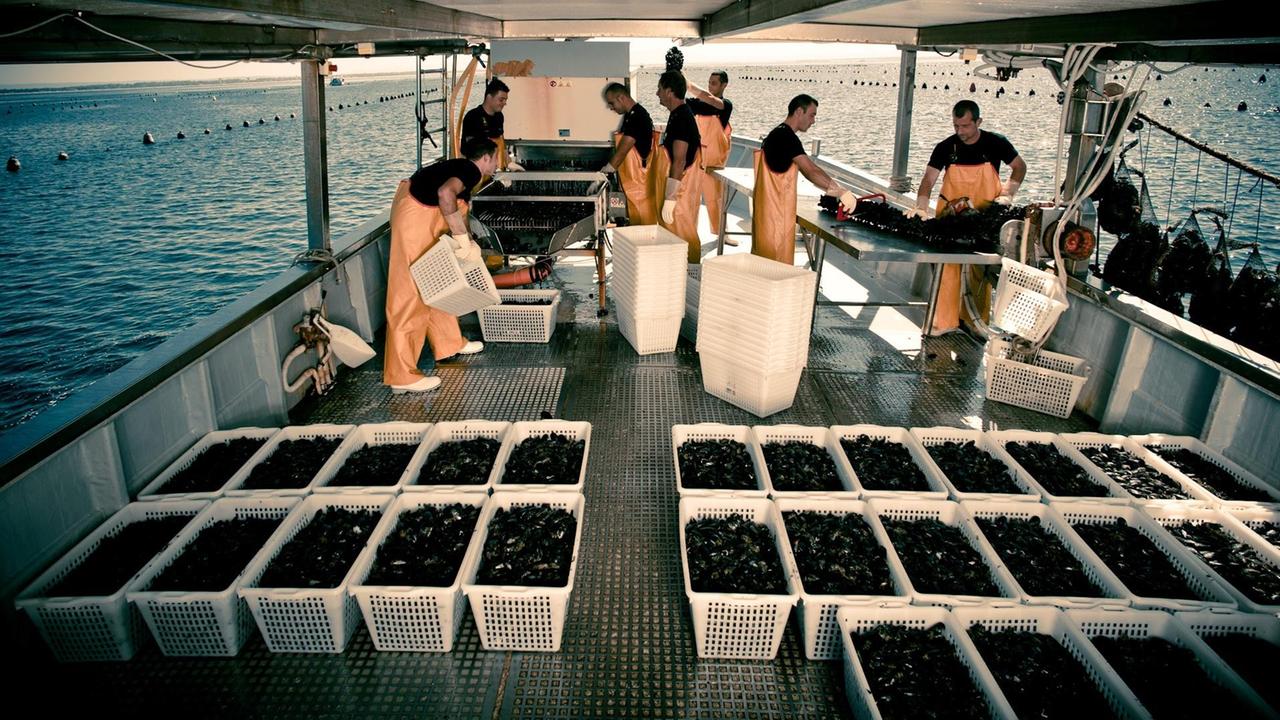 Raccolta delle cozze a Arborea