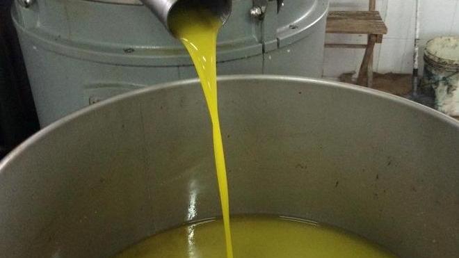 Olio extravergine di oliva Fois, garanzia di qualità e produzione