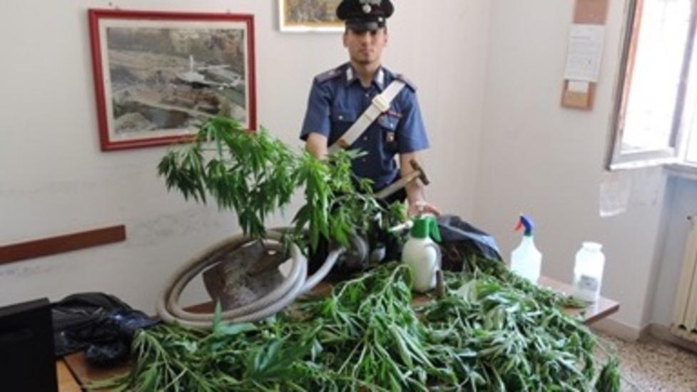 Preso coltivatore di marijuana