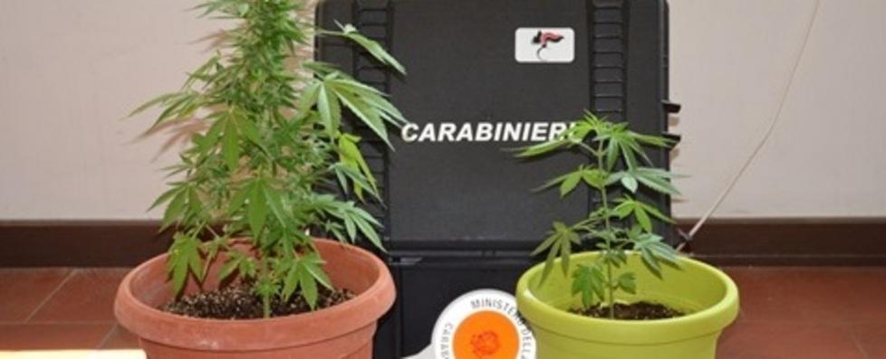 Sul balcone coltivava in vaso due piantine di marijuana