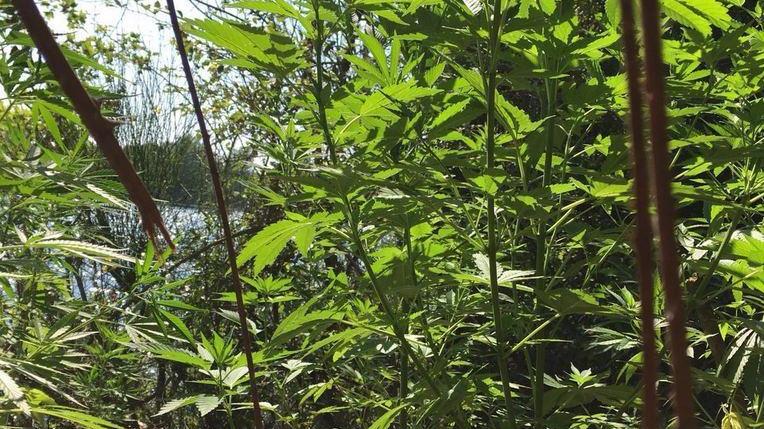 Arrestati mentre annaffiano la piantagione di marijuana