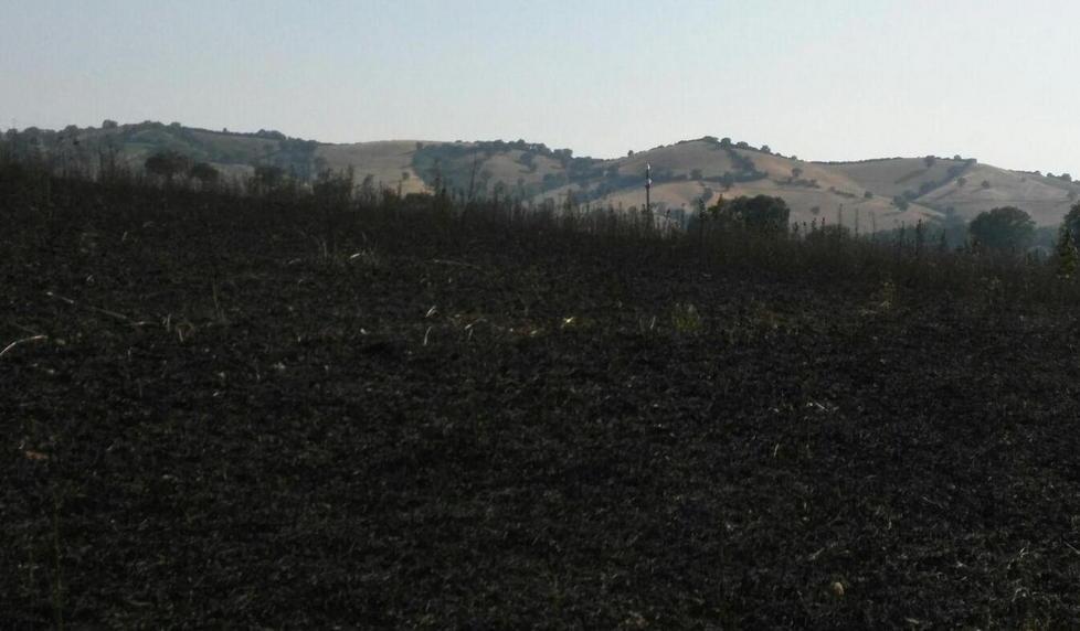 Sette ettari di grano in fumo