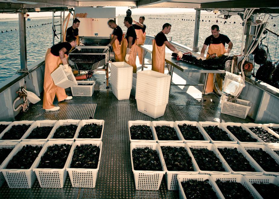 Ladri di cozze scatenati, rubate quasi tre tonnellate 