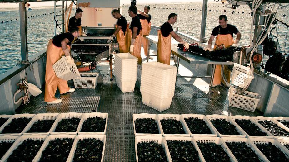 Ladri di cozze scatenati, rubate quasi tre tonnellate