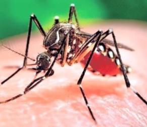 Virus Zika, un modenese è rimasto contagiato 