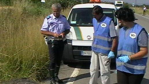 Cinghiale travolto e ucciso sulla tangenziale del paese