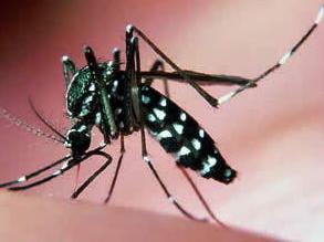 Un correggese infettato dal virus Zika 