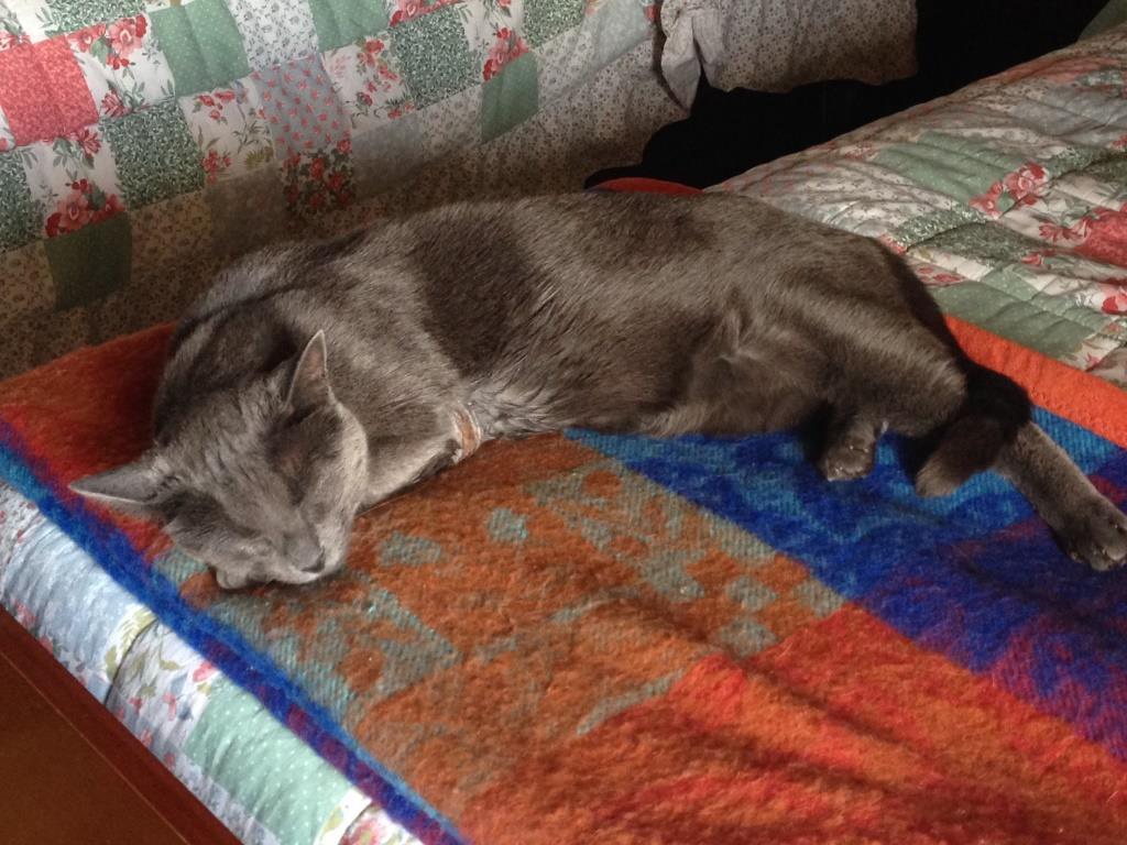 Il gatto Gigio dorme sul divano dei suoi padroni