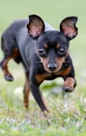 Sfilata di bellezza in piazza Bovio aperta ai cani di tutte le razze 