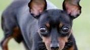 Sfilata di bellezza in piazza Bovio aperta ai cani di tutte le razze