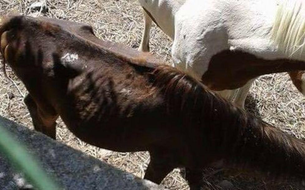 Cavalli denutriti e malati, denunciato un allevatore