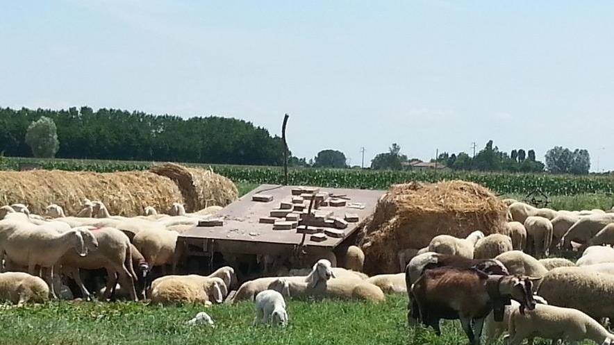 Gregge sequestrato: ipotesi abbattimento