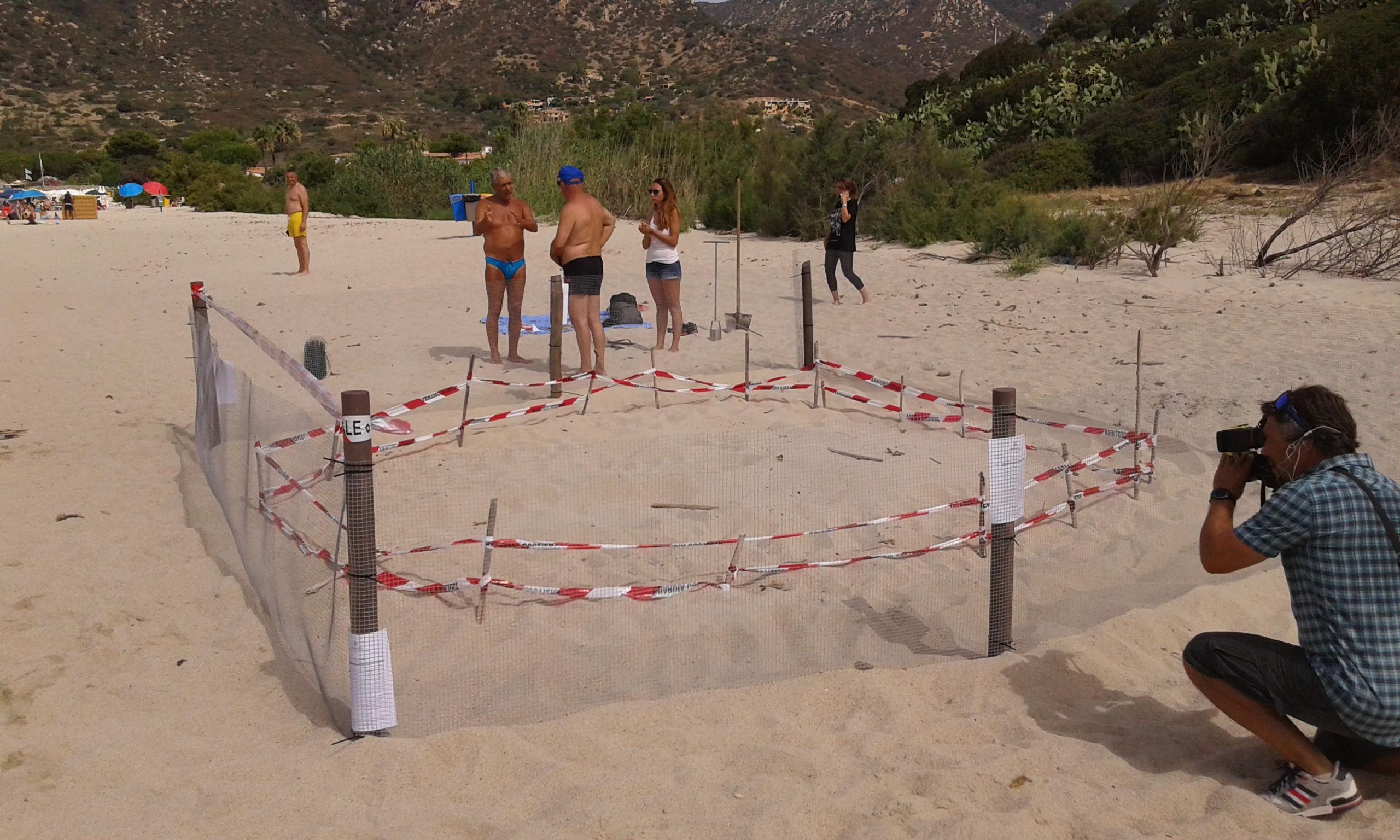 Villasimius, caretta caretta nidifica nella spiaggia di Campus