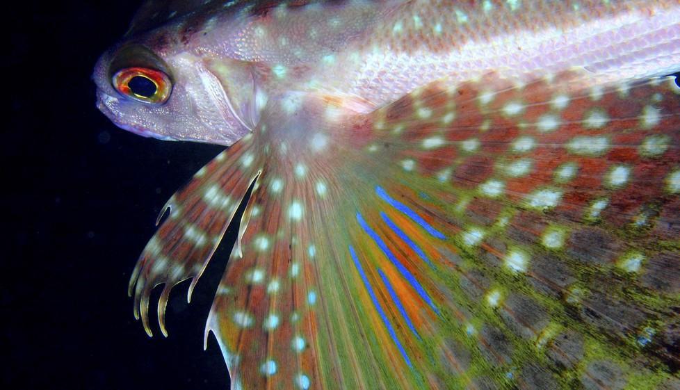 Tante immagini della fauna marina a Casa Esagono