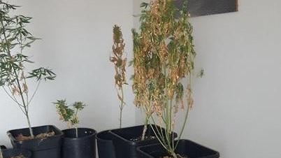 Giovane studente arrestato per spaccio di stupefacenti
