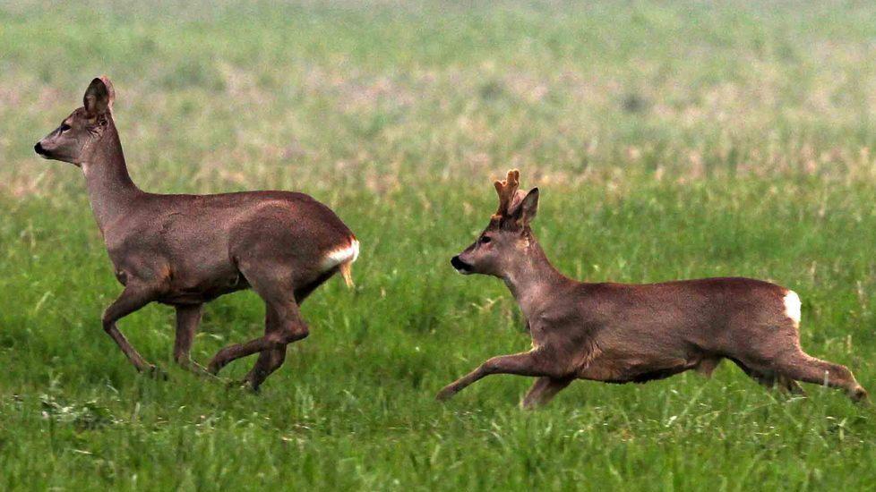 I caprioli scendono in città e finiscono per mettersi in pericolo