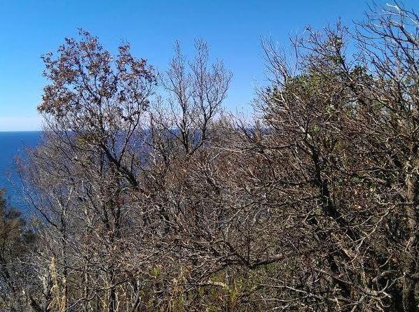 Limantria, l’incubo finisce «Il loro ciclo è allo scadere»