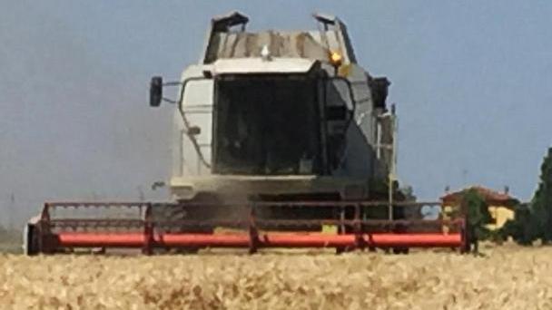 Cerealicoltura in crisi Sono in picchiata i prezzi del frumento
