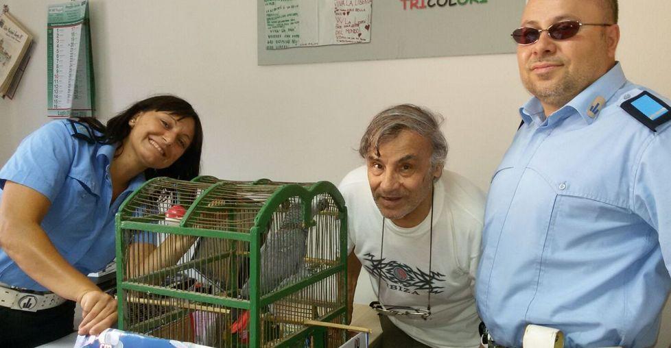Pappagallo in fuga trovato dopo 19 giorni