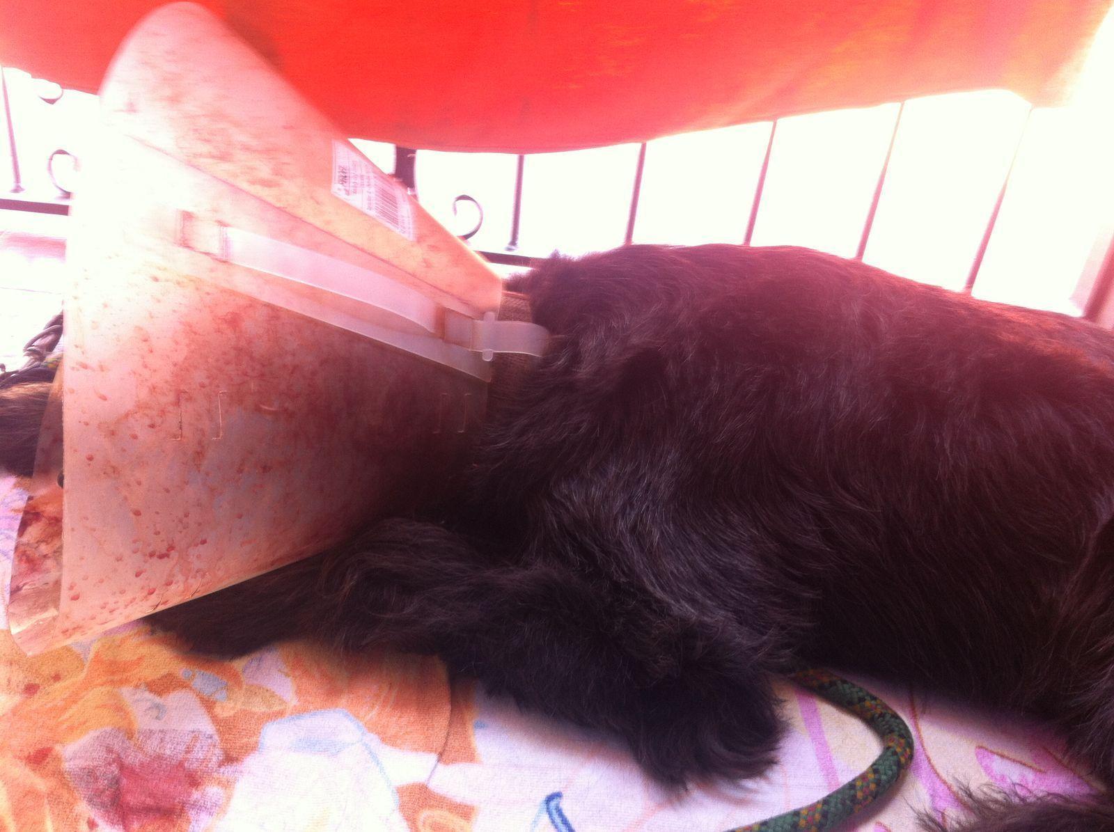 Il cane Pepe dopo l'aggressione
