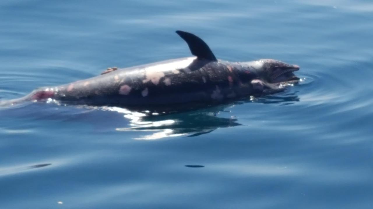 Il delfino morto recuperato dai militari