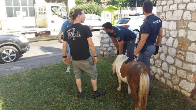 La polizia col pony