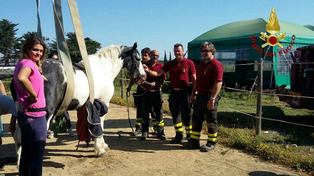 Il cavallo non riesce più ad alzarsi, lo salvano i vigili del fuoco  