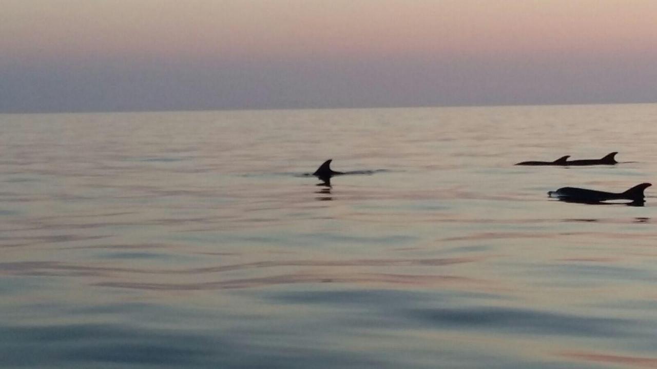 Incontro ravvicinato con un branco di delfini davanti a Quercianella