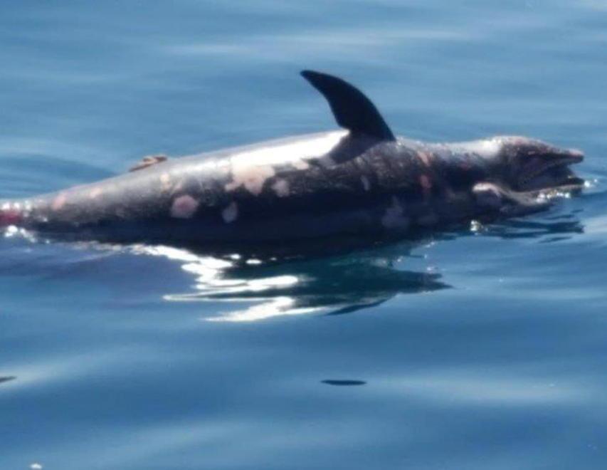 La Capitaneria recupera un delfino morto