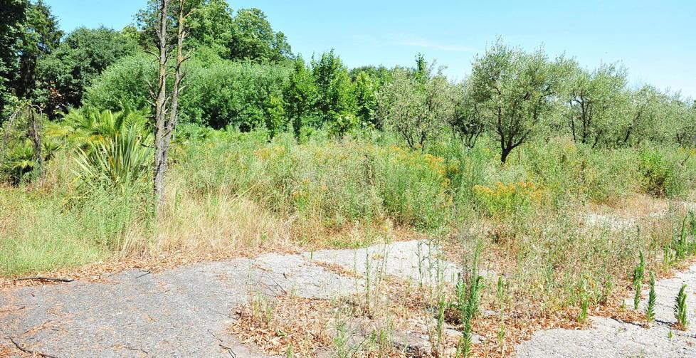 Vivai Testi, si fa strada l’idea dell’esproprio 